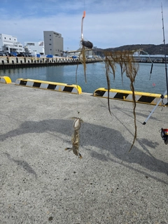 シャコエビの釣果