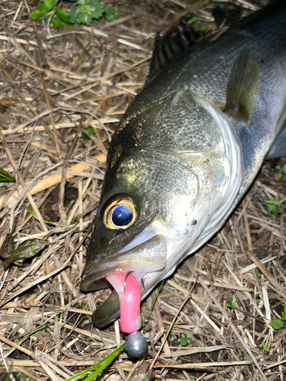 DAIWA 21ラブラックス AGS 93MLの最安値・インプレ・釣果 | 本音の