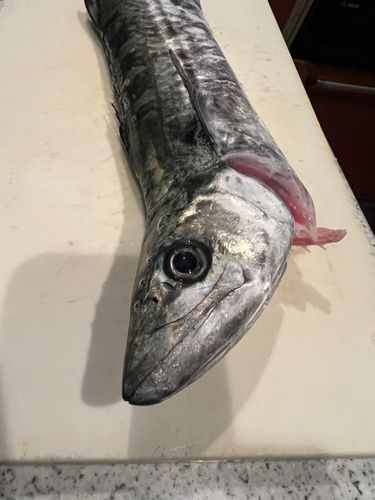 サゴシの釣果