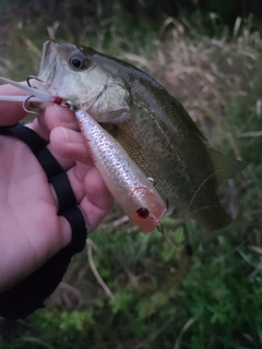 ラージマウスバスの釣果