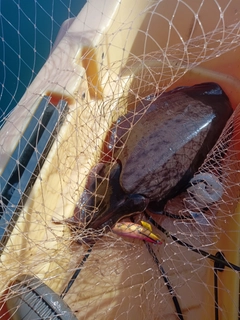 モンゴウイカの釣果