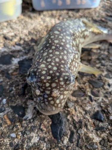 クサフグの釣果