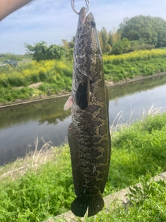 ライギョの釣果