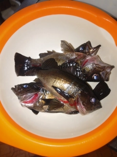 メバルの釣果
