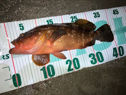 キジハタの釣果