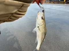 セイゴ（タイリクスズキ）の釣果