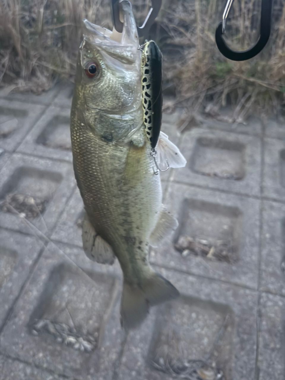 DAIWA 19ブラックレーベル SG 682L/MLXS-STの最安値・インプレ・釣果