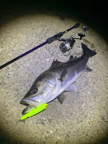 シーバスの釣果