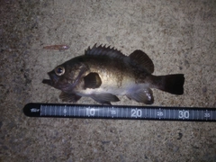 メバルの釣果