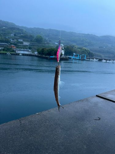 エソの釣果