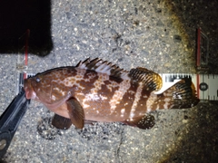 キジハタの釣果