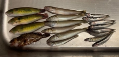 シロギスの釣果