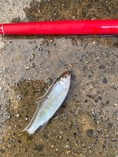 オイカワの釣果