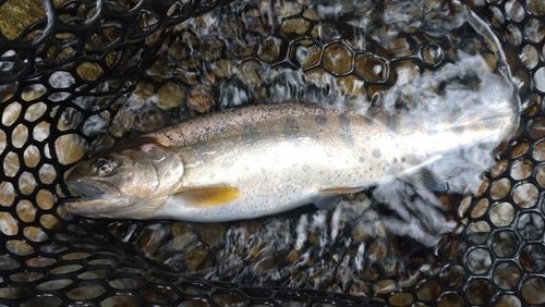 ヤマメの釣果