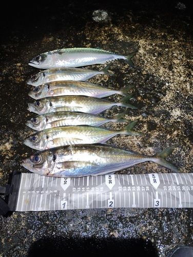 アジの釣果