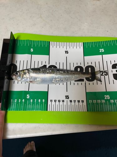 イワシの釣果