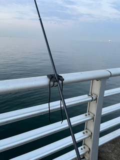 カタクチイワシの釣果