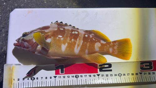 アカハタの釣果