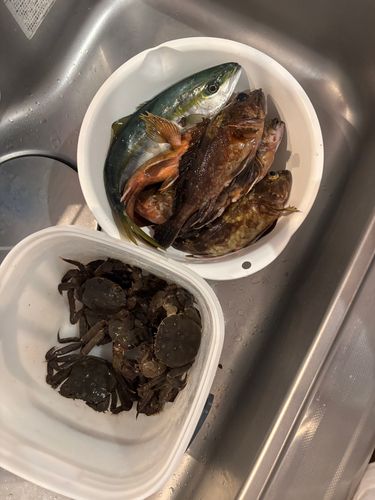 ツバスの釣果