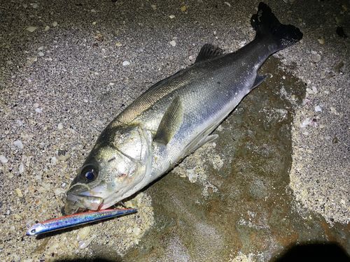 マルスズキの釣果