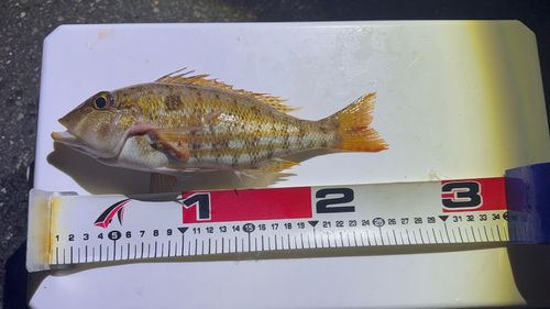 イトフエフキの釣果