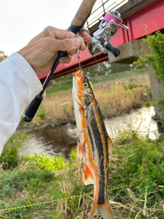 ウグイの釣果