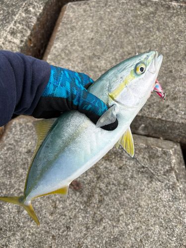 コゾクラの釣果