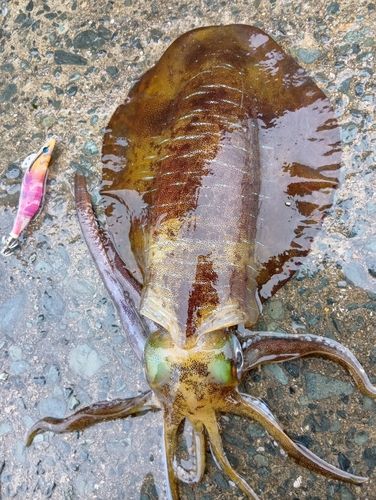 アオリイカの釣果