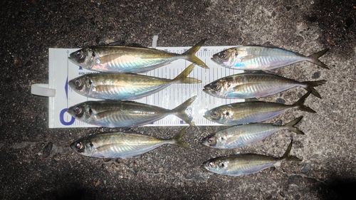 アジの釣果