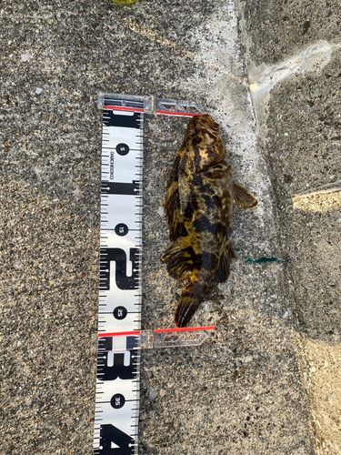 ベッコウゾイの釣果