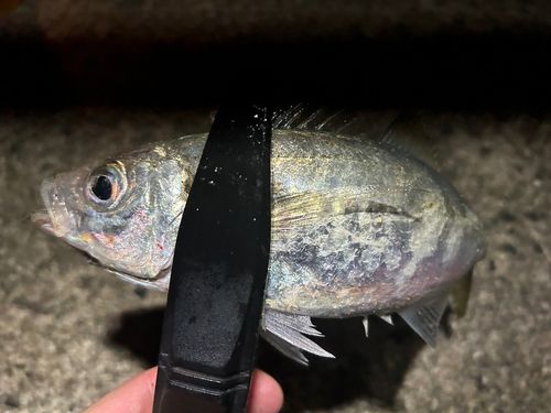 マアジの釣果