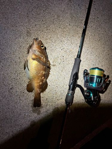 メバルの釣果