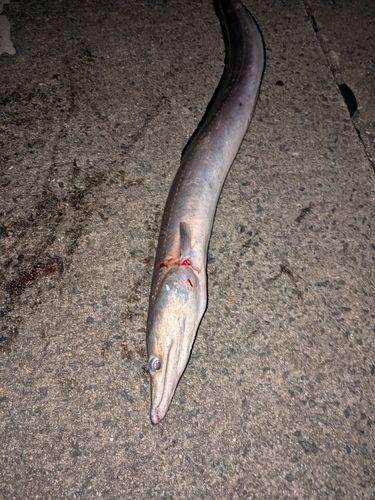 ハモの釣果