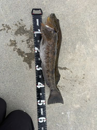 アイナメの釣果