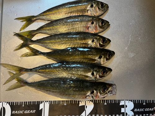 アジの釣果
