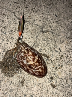 コウイカの釣果