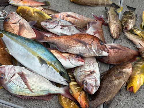 タイの釣果