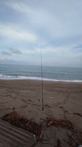 イカの釣果