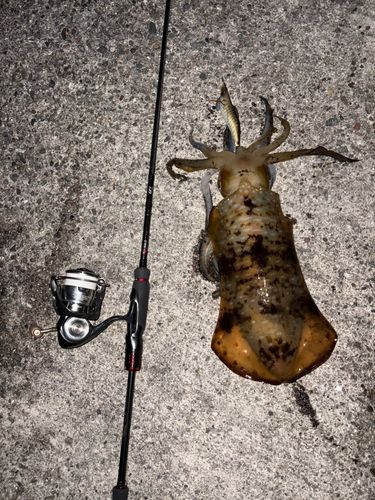 アオリイカの釣果