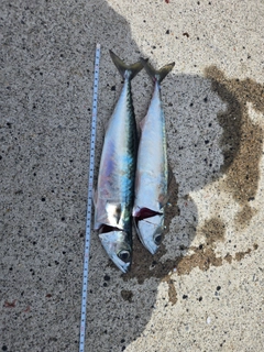 サバの釣果