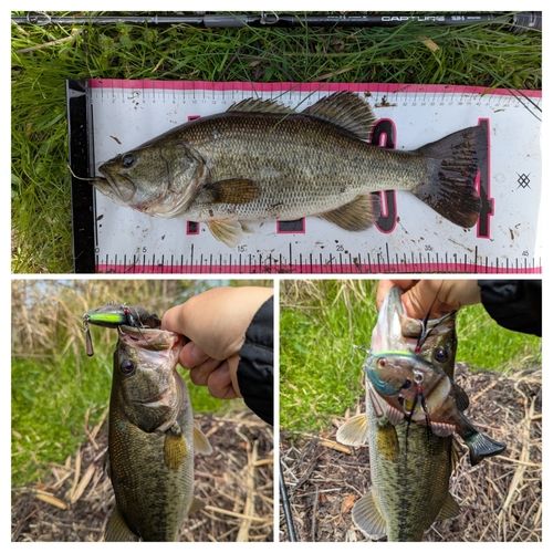 ブラックバスの釣果