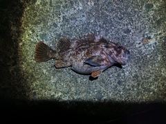 ムラソイの釣果
