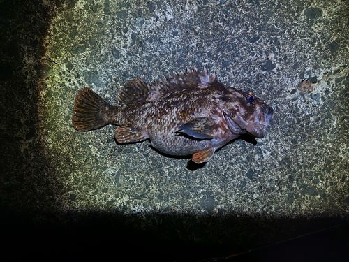 ムラソイの釣果