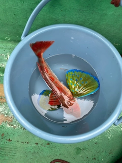 ホウボウの釣果