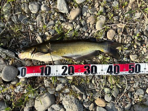 アメリカナマズの釣果