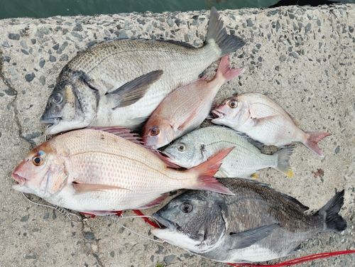 チヌの釣果