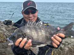 チヌの釣果