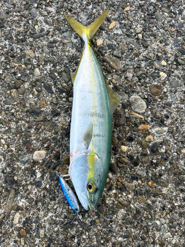 ワカシの釣果
