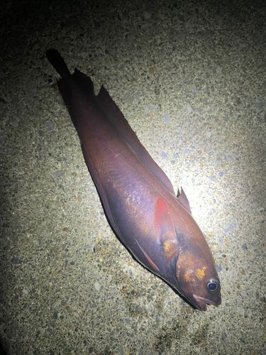 ドンコの釣果