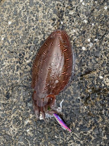 モンゴウイカの釣果
